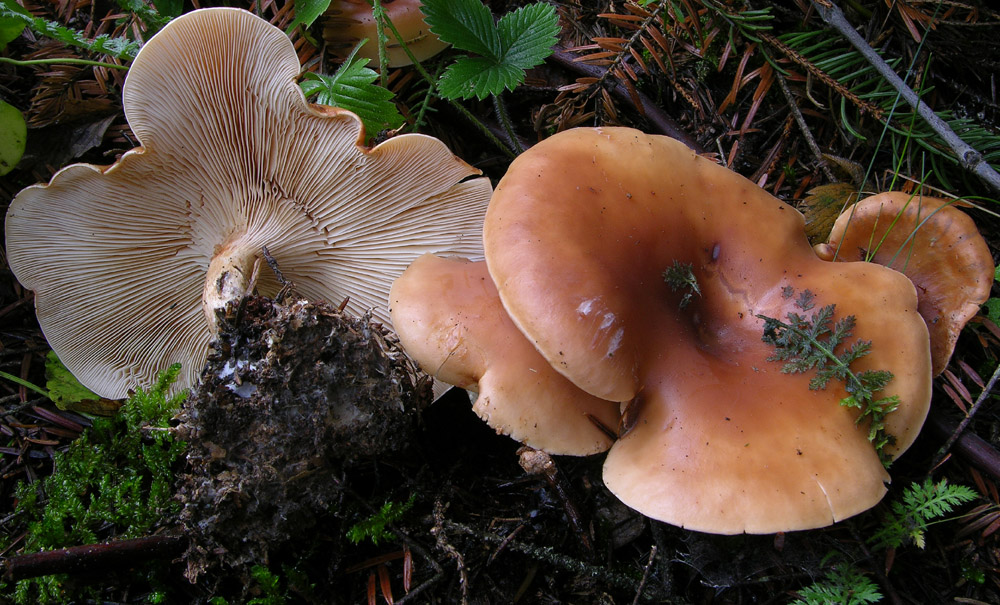 Funghi facili di ottobre(1).